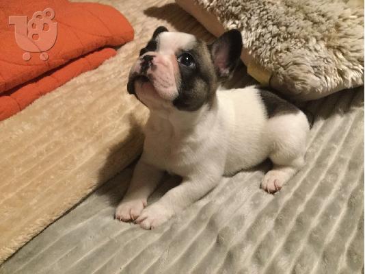 PoulaTo: γαλλικό μπουλντόγκ