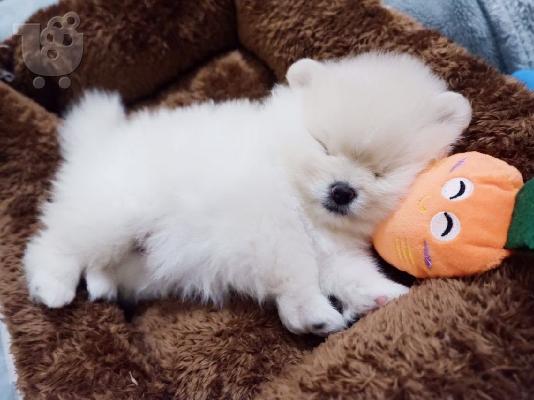 Γεια σας, εδώ έχουμε 2 πανέμορφα κουτάβια Pomeranian, 1