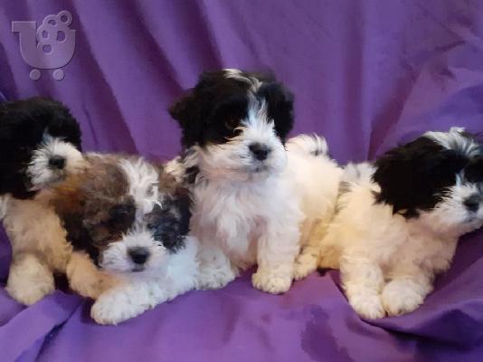 PoulaTo: όμορφο κουτάβι shitzu διαθέσιμο για υιοθεσία