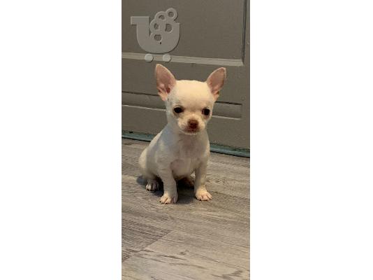 Ο Mille είχε τα πιο εκπληκτικά chihuahuas της φυλής κουτάβια...