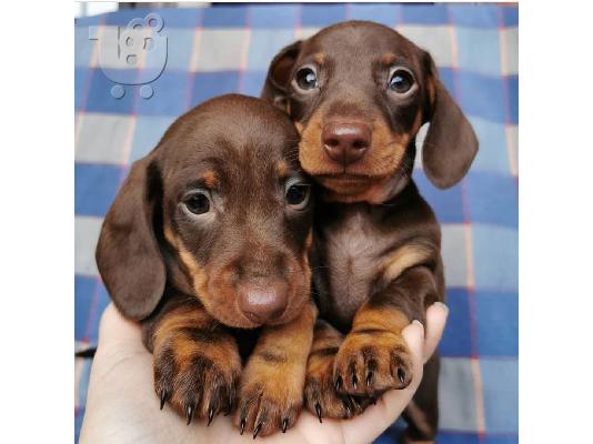 PoulaTo: Dachshund