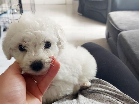 Όμορφα γεμάτα γενεαλογικά kc reg bichon frrize κουτάβια,