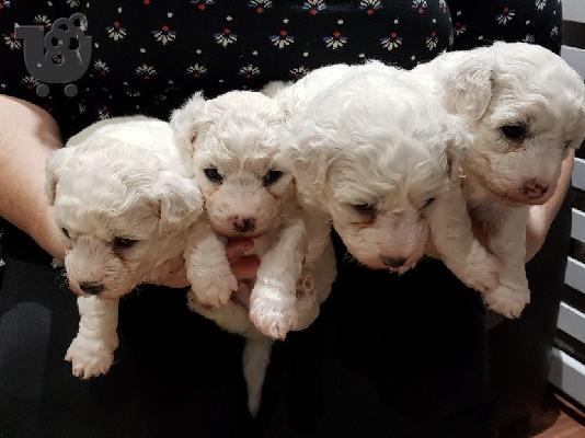 Cute Bichon Frise Puppies Διαθέσιμο προς πώληση
