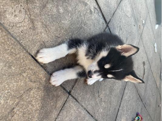 PoulaTo: Το κουτάβι Beatifull SIBERAN HUSKY διατίθεται για το νέο του σπίτι