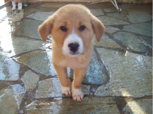 Μεγαλοσωμα κουταβακια χαριζονται