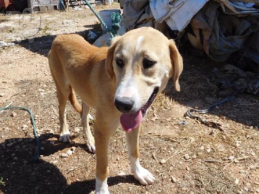 Labrador 7 μηνών