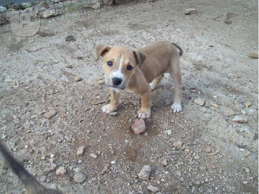 Πιτ μπουλ καθαροαιμα κουταβακια χαριζονται