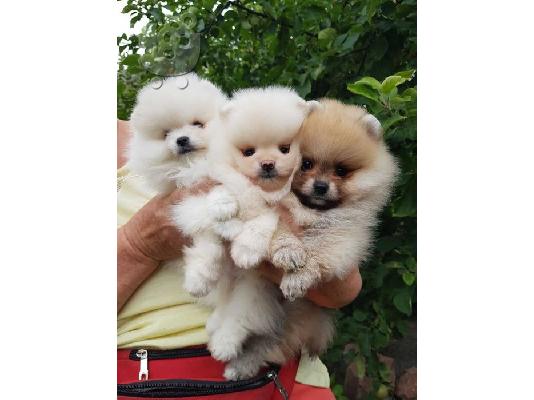PoulaTo: καθαρόαιμο Pomeranian κουτάβια