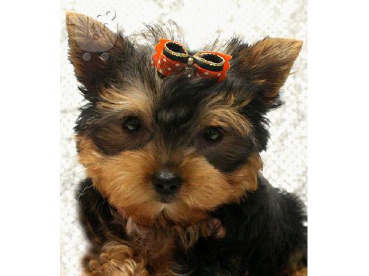 PoulaTo: Yorkshire Terrier προς πώληση με γενεαλογικά έγγραφα