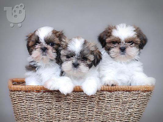 PoulaTo: Shih Tzu Κουτάβια