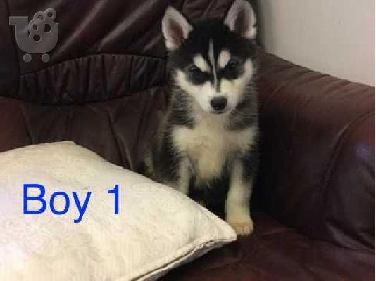 husky siberian
