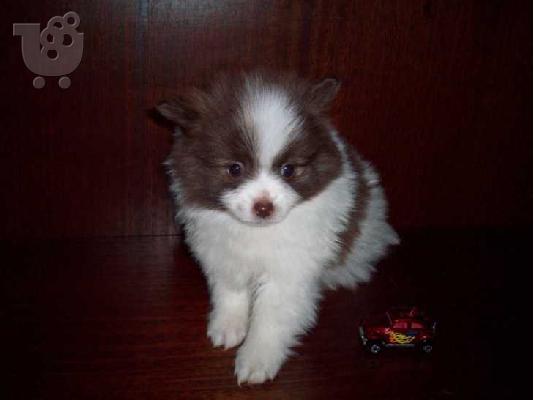 PoulaTo: Σπιτζ καθαροαιμο κουταβακι