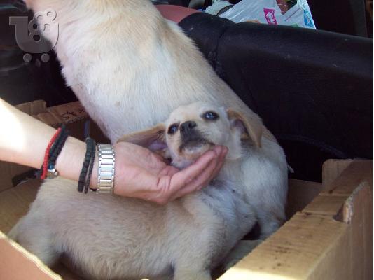 Ημιαιμα τσιουαουα χαριζονται