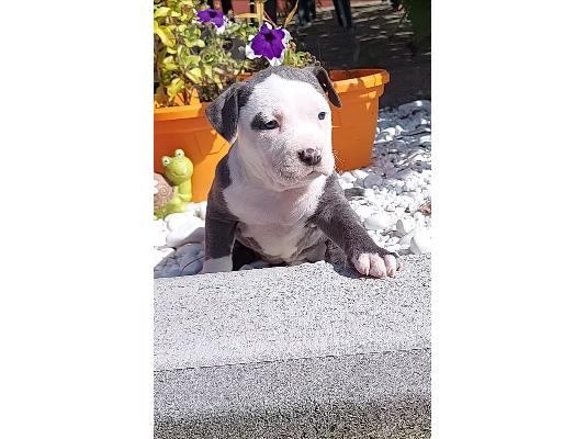 American Staffordshire Terrier Κουτάβια Blueline