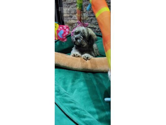 Havanese Bichon