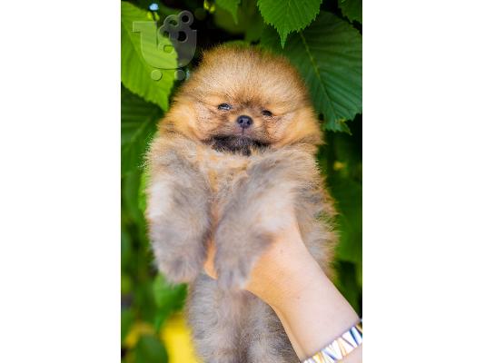 Pomeranian Spitz κουτάβια