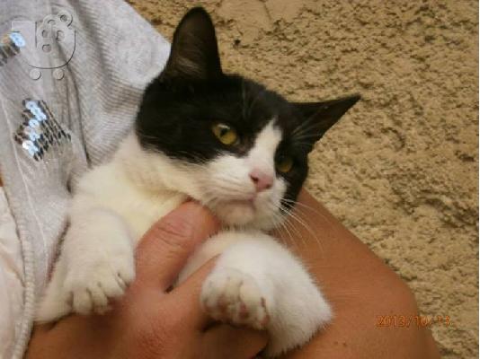 Γατακι χαριζεται