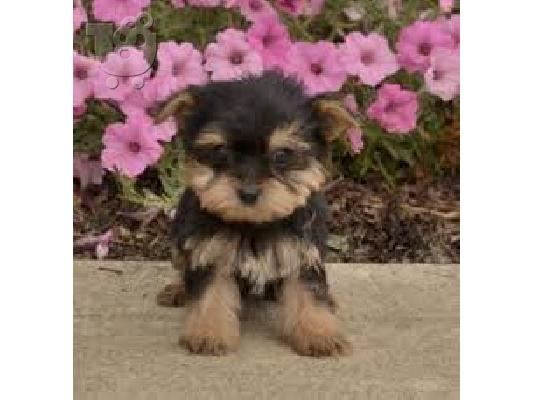 PoulaTo: Το σπίτι έθεσε κουτάβια yorkie για rehoming