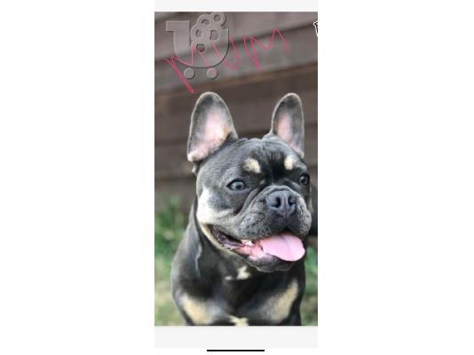 PoulaTo: Κουτάβια Frenchie