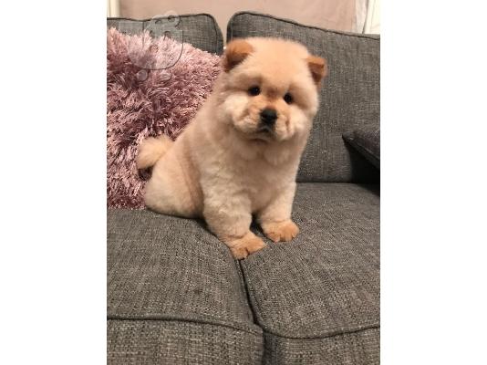 PoulaTo: Διατίθενται υγιή κουτάβια chow chow