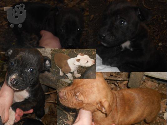 PoulaTo: Διαθέσιμα κουτάβια pitbull 80 ευρο 2 μηνών