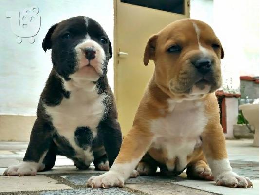 PoulaTo: American staffordshire terrier απο τα καλυτερα αιματα 6979314054