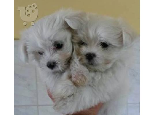 PoulaTo: Maltese - Μαλτέζ καθαροαιμα Αθηνα-Θεσσαλονικη-Νησια dogsmania.gr 6979314054