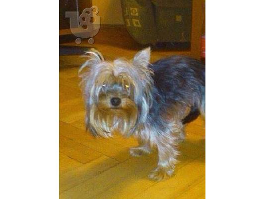 PoulaTo: Yorkshire Terrier καθαροαιμα κουταβια Αθηνα 6979314054
