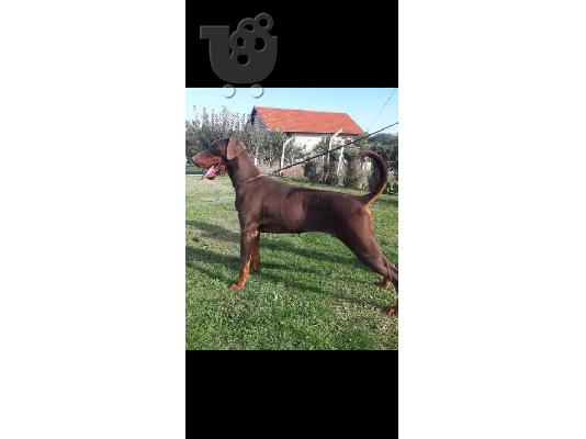 Πώληση θηλυκό Doberman