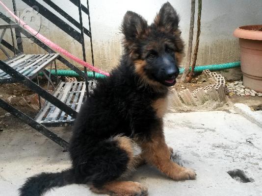 PoulaTo: Πωλείται Γερμανικός Ποιμενικός