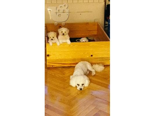 Bichon Frize κουτάβια