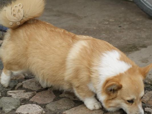 Pembroke Welsh Corgi αγόρια