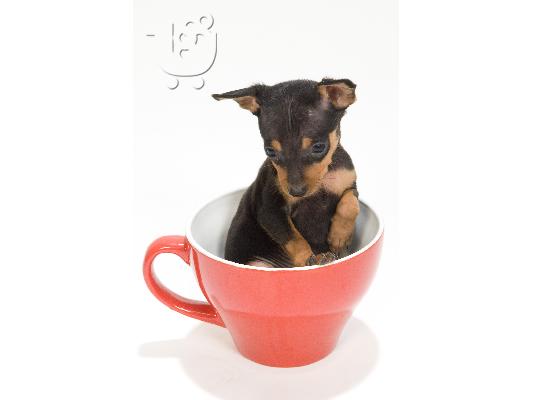 Pinscher Toy (το μικροτερο σκυλι που υπαρχει).