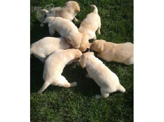 ΛΑΜΠΡΑΝΤΟΡ