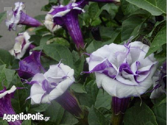 PoulaTo: 50 Σποροι Μωβ Datura