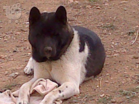 ΑΚΙΤΑ AMERICAN ΠΩΛΟΥΝΤΑΙ ΚΟΥΤΑΒΙΑ