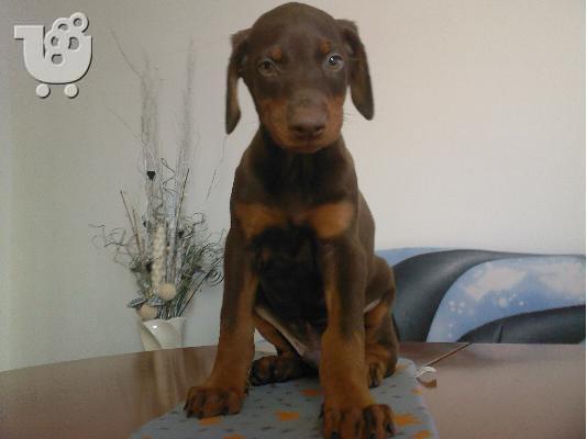 PoulaTo: Πουλάω όμορφα κουτάβια ράτσα DOBERMAN – Ντόμπερμαν - 380 euro