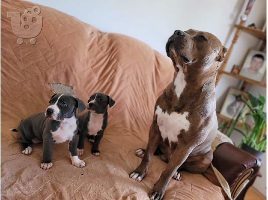 Αμερικανικό PitBull Terrier κουτάβια