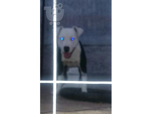 American pit bull terrier