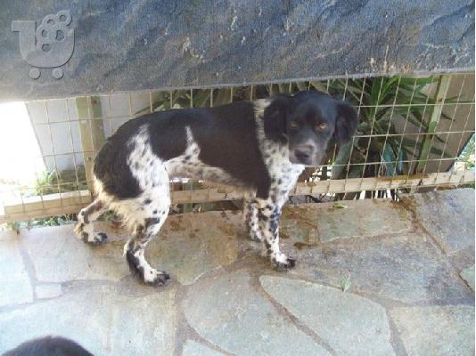 PoulaTo: Μικροσωμη σκυλιτσα χαριζεται