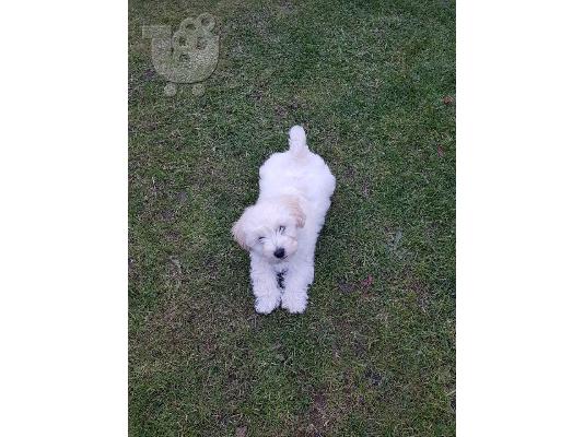 Όμορφα γεμάτα γενεαλογικά kc reg bichon frize κουτάβια,
