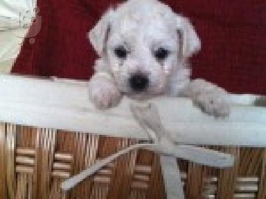 PoulaTo: Κουτάβι Bichon Φαντεζί διαθέσιμο τώρα.