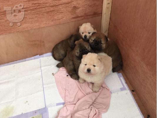 PoulaTo: Cute Chow Chow κουτάβια διαθέσιμα για την υιοθεσία