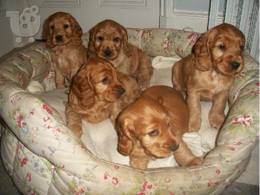 PoulaTo: Cocker Spaniel καθαροαιμα  ΘΕΣΣΑΛΟΝΙΚΗ  2311 288 660