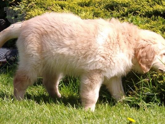 PoulaTo: Golden Retriever retriever