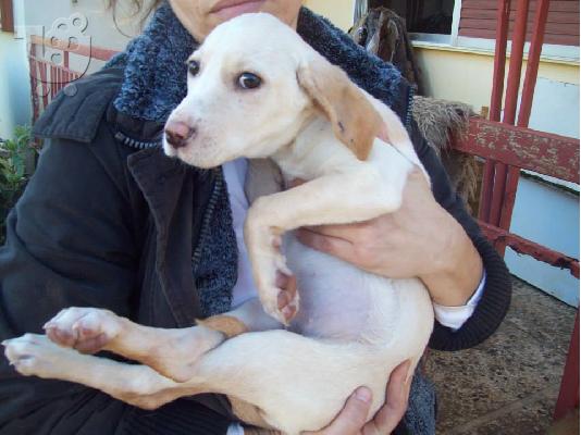 PoulaTo: Λευκο κουταβακι χαριζεται