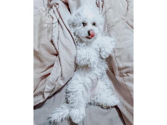 Όμορφα γεμάτα γενεαλογικά κουτάβια kc reg bichon frize,