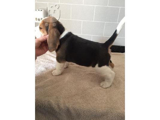 Όμορφα κουτάβια Beagle έτοιμα τώρα