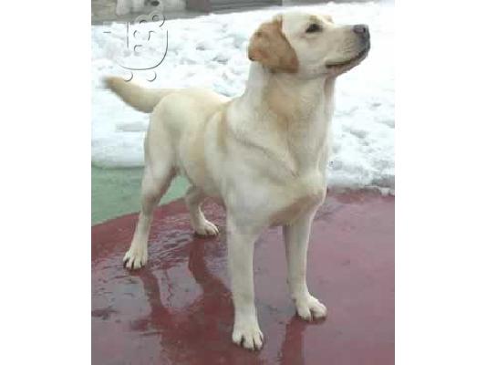 Λαμπραντορ καθαροαιμο κουταβακι