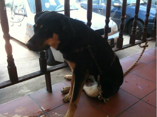 PoulaTo: Νεαρη σκυλιτσα χαριζεται